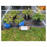 6 ASSORTED PERENNIALS