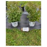 4 HARDY FRAGRANT ABELIA PLANTS