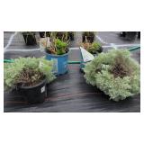 4 ASSORTED PERENNIAL SHRUBS & PLANTS