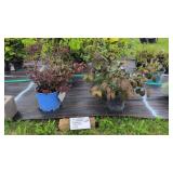4 HARDY SHRUBS - NINEBARK, VIBURNUM, LILAC