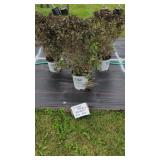 3 WEIGELA VINHO VERDE