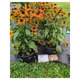4 SUNBECKIA SARAH BLACK-EYED SUSANS