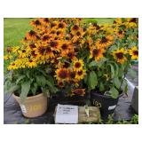 4 SUNBECKIA HIRTA 