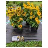 4 SUNBECKIA PLANTS