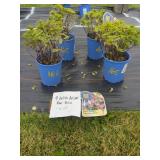 4 PETITE DELIGHT DWARF BEE BALM PLANTS