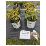 4 PINK DAWN GARDEN SAGE PERENNIALS
