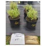 4 WALKERS LOW CATMINT PLANTS IN POTS