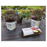 3 ASSORTED PERENNIALS