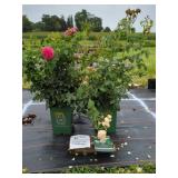 2 DAVID AUSTIN ROSES