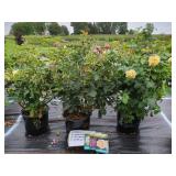 3 ASSORTED ROSE BUSHES
