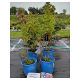 4 COVER GIRL GARDEN PHLOX