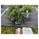 3 ROSY BELLE STRAWBERRY PLANTS