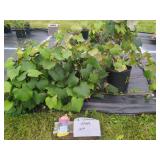 2 CONCORD GRAPE PLANTS