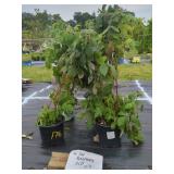 4 ASSORTED RED RASPBERRY PLANTS