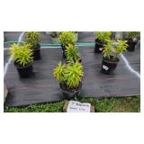 7 PERENNIAL ASIATIC LILIES