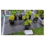 7 PERENNIAL ASIATIC LILIES