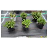 6 PERENNIAL GARDEN PHLOX