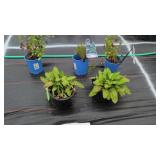 5 PERENNIAL MIXED VARIETIES