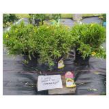 3 COREOPSIS UPTICK CREAM & RED PLANTS