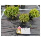 3 COREOPSIS ASSORTED PLANTS