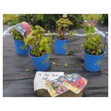 4 ASSORTED BEE BALM PLANTS