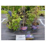 3 ASSORTED CLEMATIS