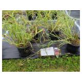 4 CONCORD GRAPE SPIDER WORT