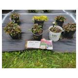 7 ASSORTED BUGLEWEED AJUGA