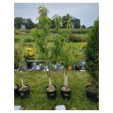2 NECTARINE TREES