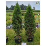2 EMERALD GREEN ARBORVITAE