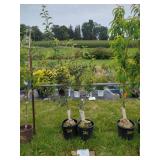 2 BARTLETT SEMI-DWARF PEAR TREES