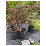3 ROYAL PURPLE SMOKEBUSH