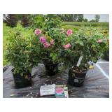 3 ASSORTED ROSE BUSHES