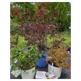 3 ASSORTED SHRUBS