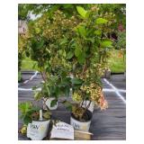 4 QUICK FIRE HYDRANGEA PLANTS