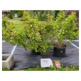 2 RED PRINCE WEIGELA