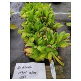 10 MIXED COLOR PRIMULA