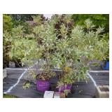 2 ICEBERG ALLEY SAGELEAF WILLOW SHRUBS