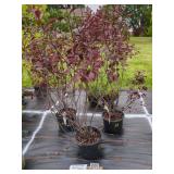 3 PURPLE LEAF SANDCHERRY