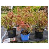 3 NANUM FRAGRANT VIBURNUM