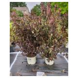 2 SUMMER WINE NINEBARK
