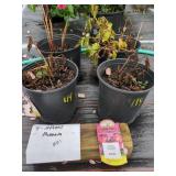 4 ATHENS PAEONIA