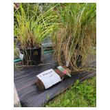 3 PLUME GRASS PLANTS