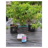 2 HANSA SHRUB ROSE PLANTS