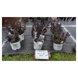 6 BACK IN BLACK SEDUM PLANTS