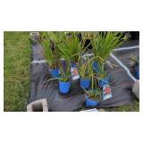 7 PERENNIAL IRIS PLANTS