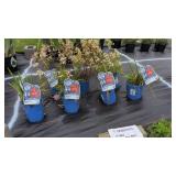 7 IRIS AND BEEBALM PLANTS