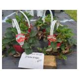 4 RUTGERS DELIGHT STRAWBERRY PLANTS