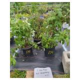 3 HERITAGE RED RASPBERRY PLANTS