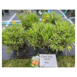 5 EARLY SUNRISE COREOPSIS PLANTS